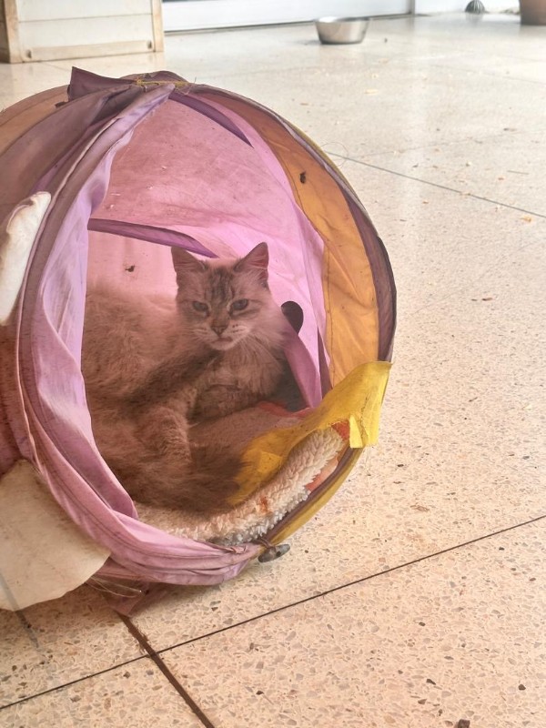 purujit1912 uploaded   211  day/s  ago