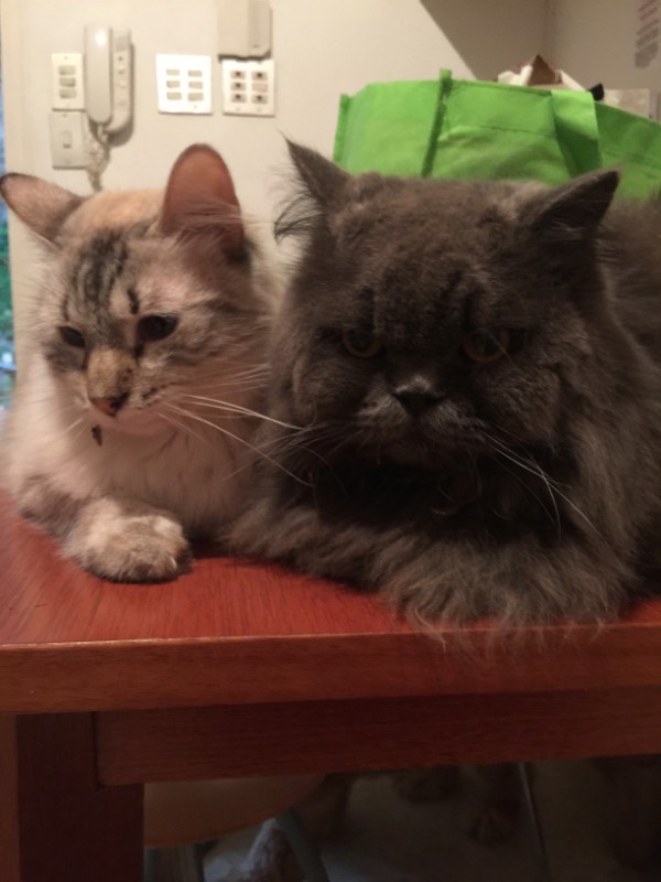 purujit1912 uploaded   228  day/s  ago