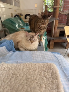 purujit1912 uploaded   342  day/s  ago