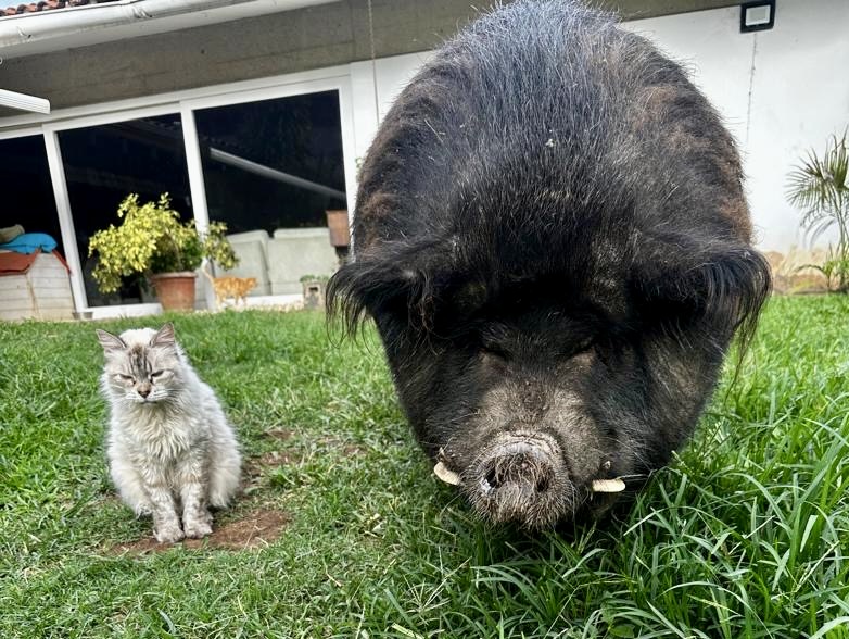 purujit1912 uploaded   143  day/s  ago