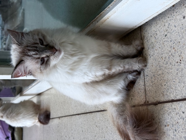 purujit1912 uploaded   272  day/s  ago