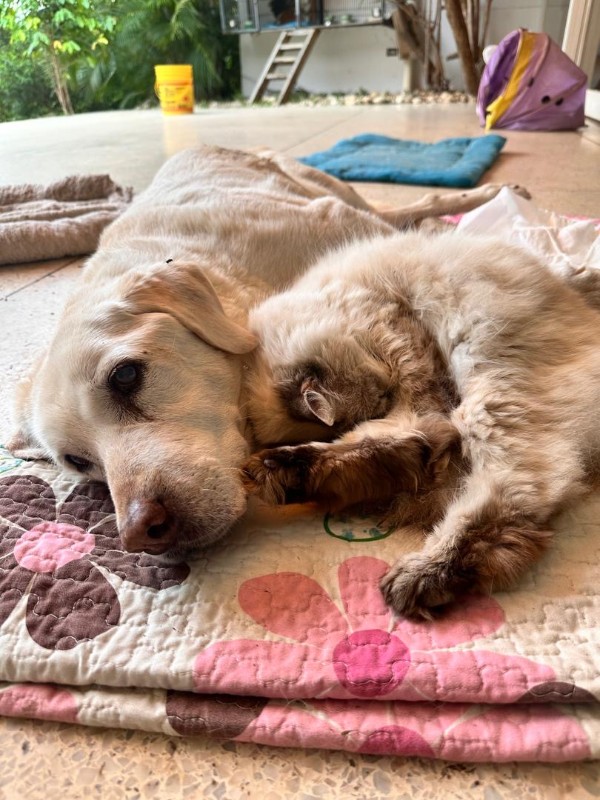 purujit1912 uploaded   317  day/s  ago