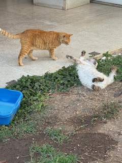 purujit1912 uploaded   349  day/s  ago