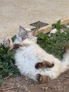 purujit1912 uploaded   349  day/s  ago