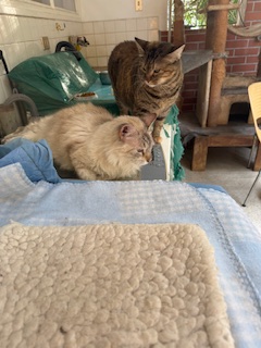 purujit1912 uploaded   342  day/s  ago