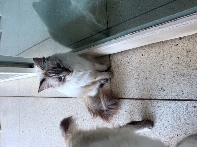 purujit1912 uploaded   272  day/s  ago