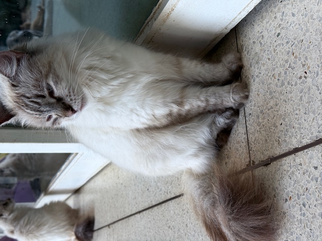 purujit1912 uploaded   272  day/s  ago