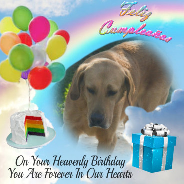 Enzo of the purujit1912 family