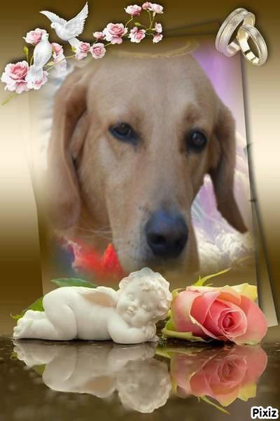 Enzo of the purujit1912 family