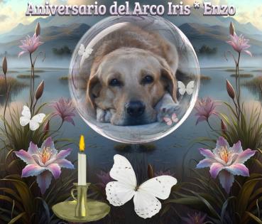 Enzo of the purujit1912 family