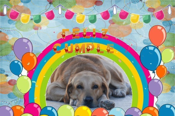 Enzo of the purujit1912 family