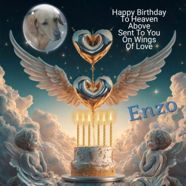 Enzo of the purujit1912 family