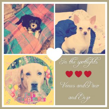 Enzo of the purujit1912 family