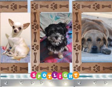 Enzo of the purujit1912 family