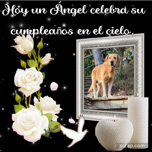 Enzo of the purujit1912 family