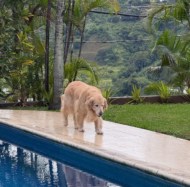 purujit1912 uploaded   184  day/s  ago