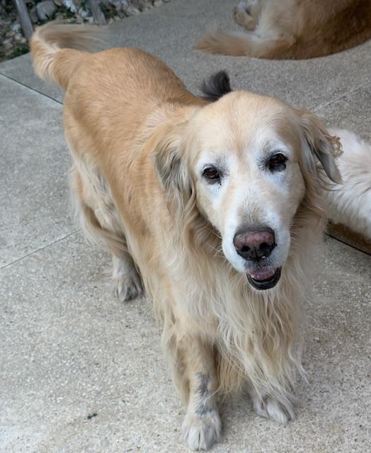 purujit1912 uploaded   1 year/s ago