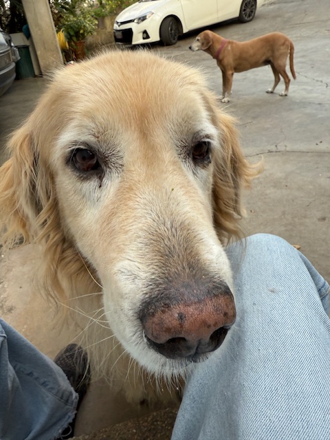 purujit1912 uploaded   1 year/s ago