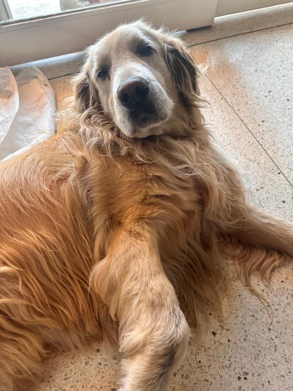 purujit1912 uploaded   313  day/s  ago