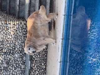 purujit1912 uploaded   188  day/s  ago