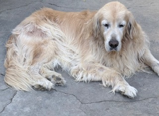 Arjuna of the purujit1912 family