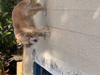 purujit1912 uploaded   188  day/s  ago