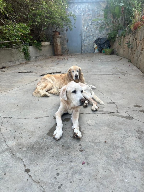 Arjuna of the purujit1912 family