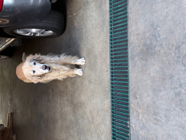 purujit1912 uploaded   197  day/s  ago