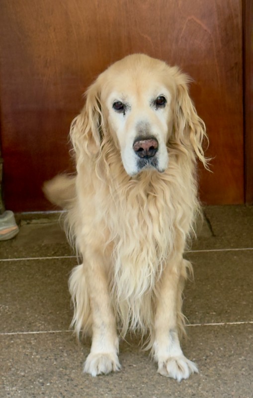 Arjuna of the purujit1912 family