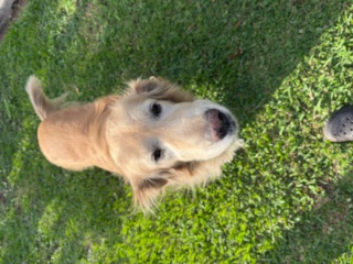 purujit1912 uploaded   188  day/s  ago