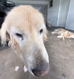 Arjuna of the purujit1912 family