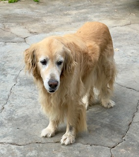 Arjuna of the purujit1912 family