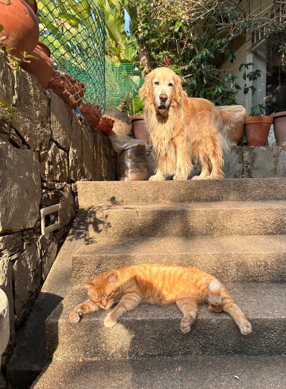 purujit1912 uploaded   1 year/s ago