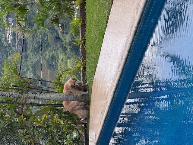 purujit1912 uploaded   184  day/s  ago