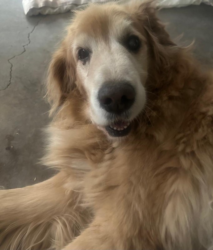 Arjuna of the purujit1912 family