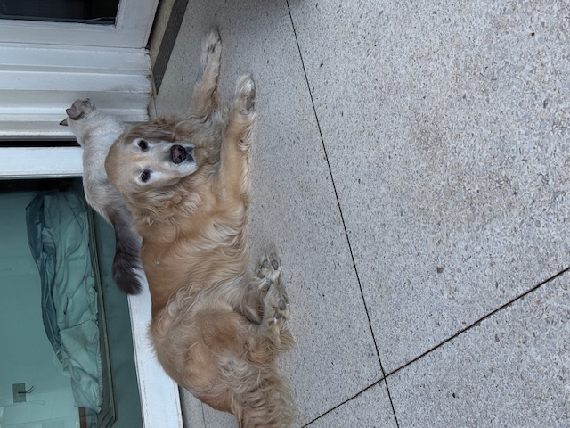 purujit1912 uploaded   272  day/s  ago