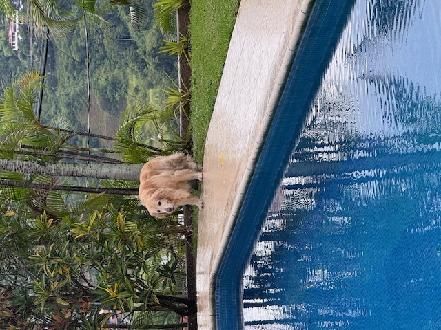 purujit1912 uploaded   184  day/s  ago