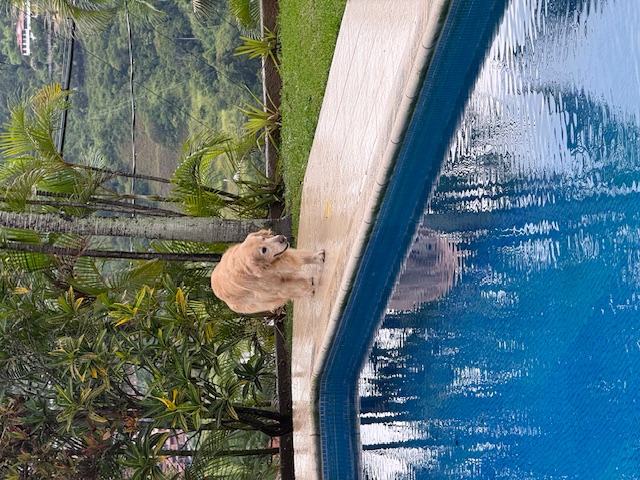 purujit1912 uploaded   184  day/s  ago