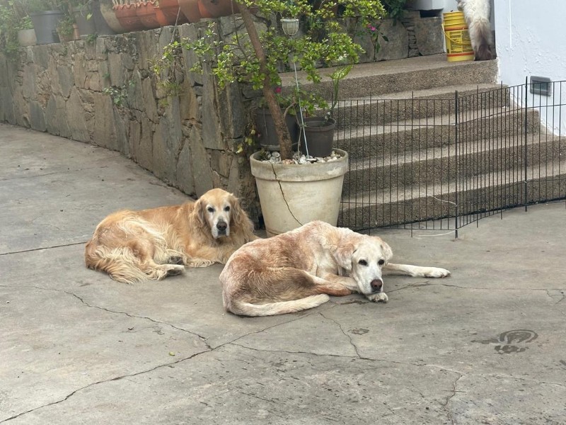 Arjuna of the purujit1912 family