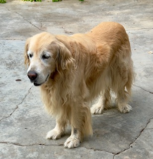 Arjuna of the purujit1912 family