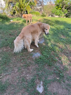 purujit1912 uploaded   349  day/s  ago