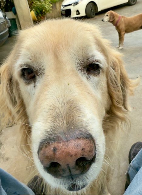 purujit1912 uploaded   1 year/s ago