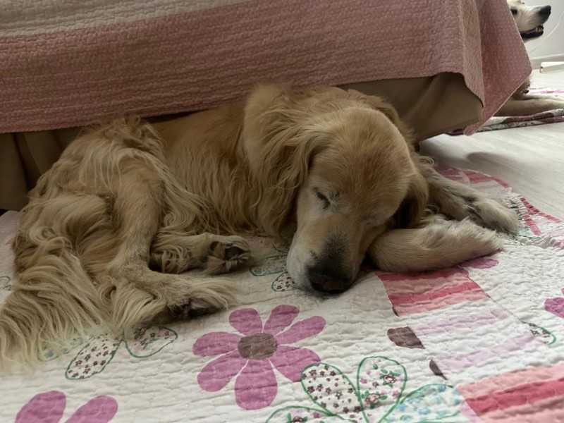 Arjuna of the purujit1912 family