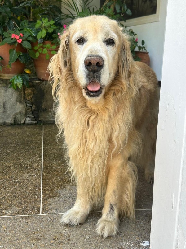 Arjuna of the purujit1912 family