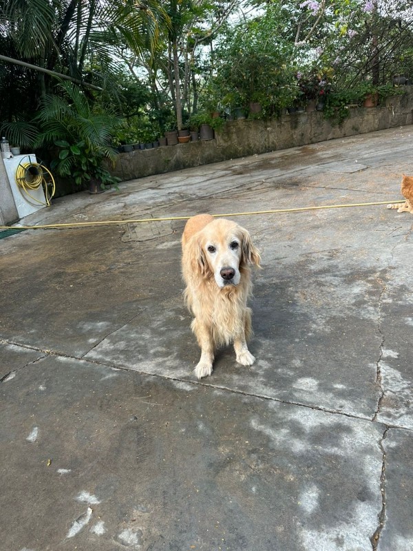 Arjuna of the purujit1912 family