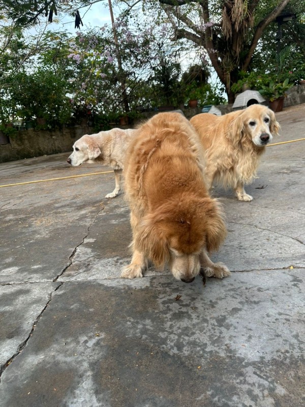 Arjuna of the purujit1912 family