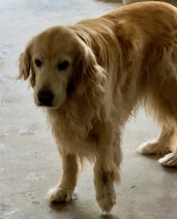 Arjuna of the purujit1912 family