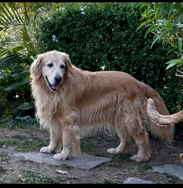 purujit1912 uploaded   331  day/s  ago