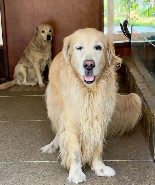 purujit1912 uploaded   1 year/s ago