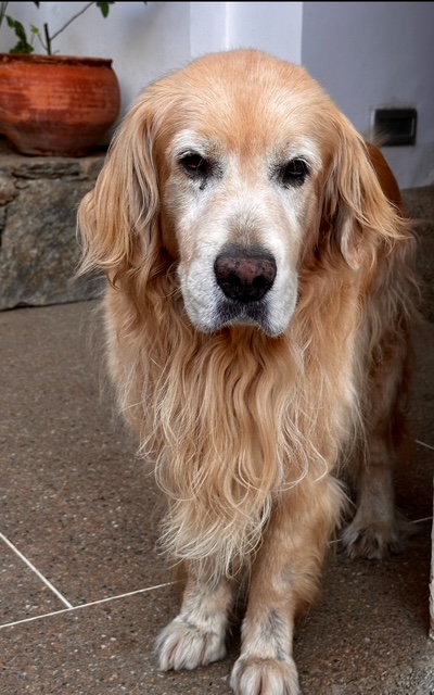 purujit1912 uploaded   331  day/s  ago